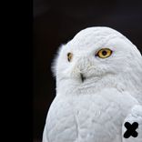 Artwork for "Moosdorf"