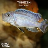 Artwork for "Malawi"