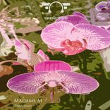 Artwork für "Tribalismo"