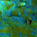 Artwork voor "No Inherent Meaning"