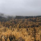 Artwork for "Telegram Palace"