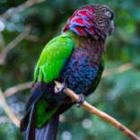 Pássaros Cantando Pt.9