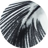 Artwork for "Various Artists"