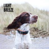 Portada para "Light Breeze"