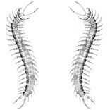 Artwork for "Drastic Cortex"