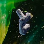 Artwork voor "Eclosiones Remixes"