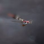 Artwork for "Lyves II"