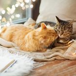 Portada para "Cat Purring"