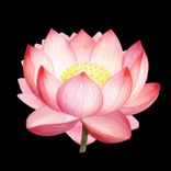 Portada para "Angel Melodies"