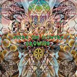 Artwork for "Where The Flowers Growing"