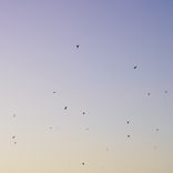 Artwork for "As You Grow"