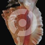 Portada para "Ecstasy"