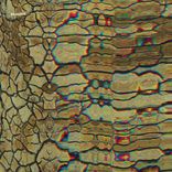 Artwork für "Turbatrix"