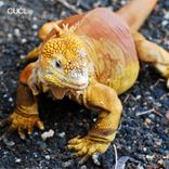 Artwork für "Killing League"