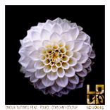 Artwork for "Constant Colour"