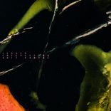 Portada para "Soft Portal"