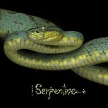 Artwork for "Serpentine"
