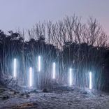 The Trees Are Talking