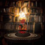 Artwork voor "Seni Burada Terk Etmeliyim"