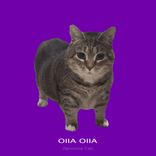 Portada para "OIIA OIIA (Spinnin Cat Techno)"