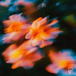 Artwork for "Memorabilia"