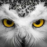 Artwork for "Suspicions 23"