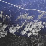 Artwork for "Ancient Mushrooms"