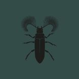 Artwork for "Featherhorned Beetle EP"