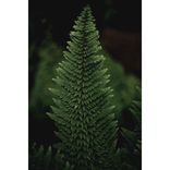 Artwork voor "Confusion"