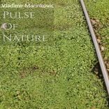 Artwork für "Pulse Of Nature DEEP Mix"
