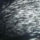 Artwork for "Chordata"