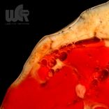 Artwork voor "Swellz"