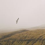 Artwork for "If I Were You"