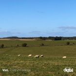 Artwork voor "Distinct Feelings"