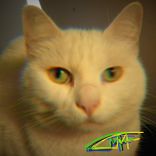 Portada para "M Da Katt"