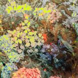 Portada para "Love Type"