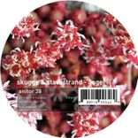 Artwork for "Ängel"