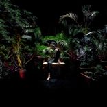 Artwork for "Camomila"