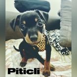 Portada para "Piticli"