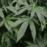 Portada para "Relax"