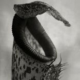 Artwork für "Nepenthes EP"