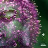 Runin Through My Blood