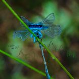 Lost In A Jar of Thyme