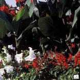 Artwork voor "Stepping Stones"