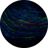 Artwork for "Nature"