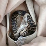 I dabbled at the keys of a Hammersmith organ (and I liked it)