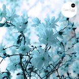 Artwork für "Bloom"