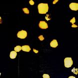 Artwork for "Tools From Another Mother"