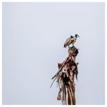 Artwork voor "Soaring"