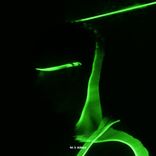 Artwork for "Phoenix"